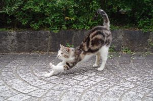 Stretching street cat (41753892522)
