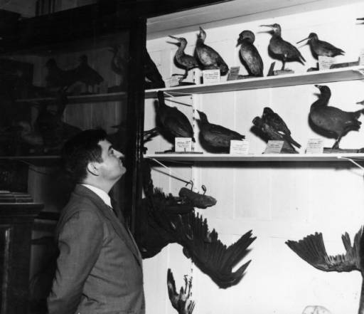 ProfBLWood_Furman_1953-54